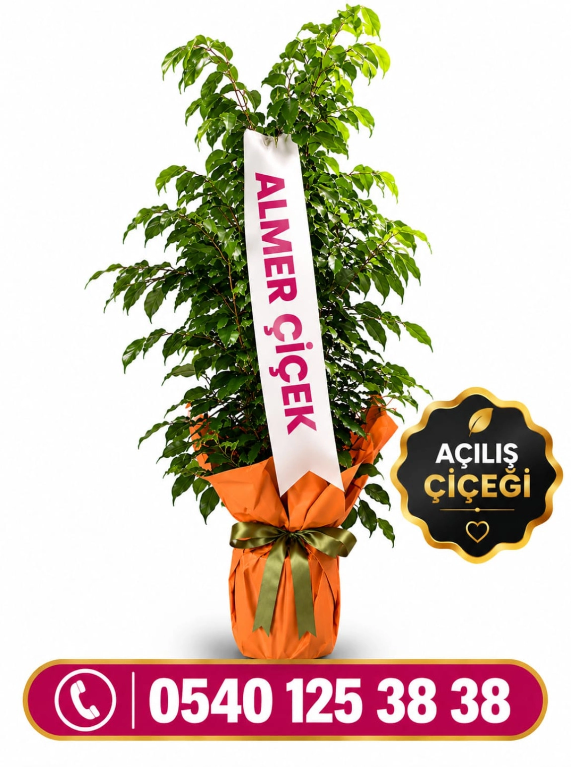 Açılış Saksı Çiçeği