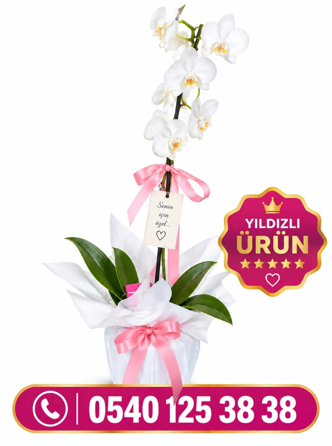 Beyaz Orkide