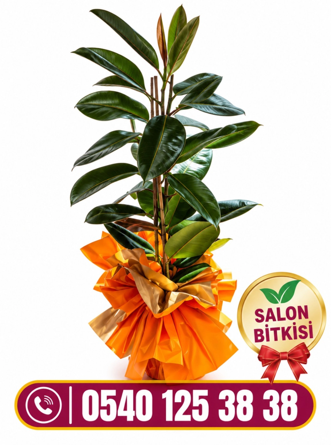 Kauçuk Salon Bitkisi Açılış 1.75 Metre