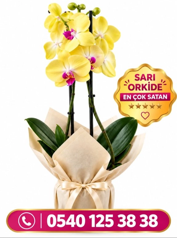 Çift Dal Sarı İthal Orkide
